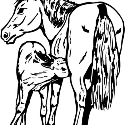 HORSE036 Thumbnail
